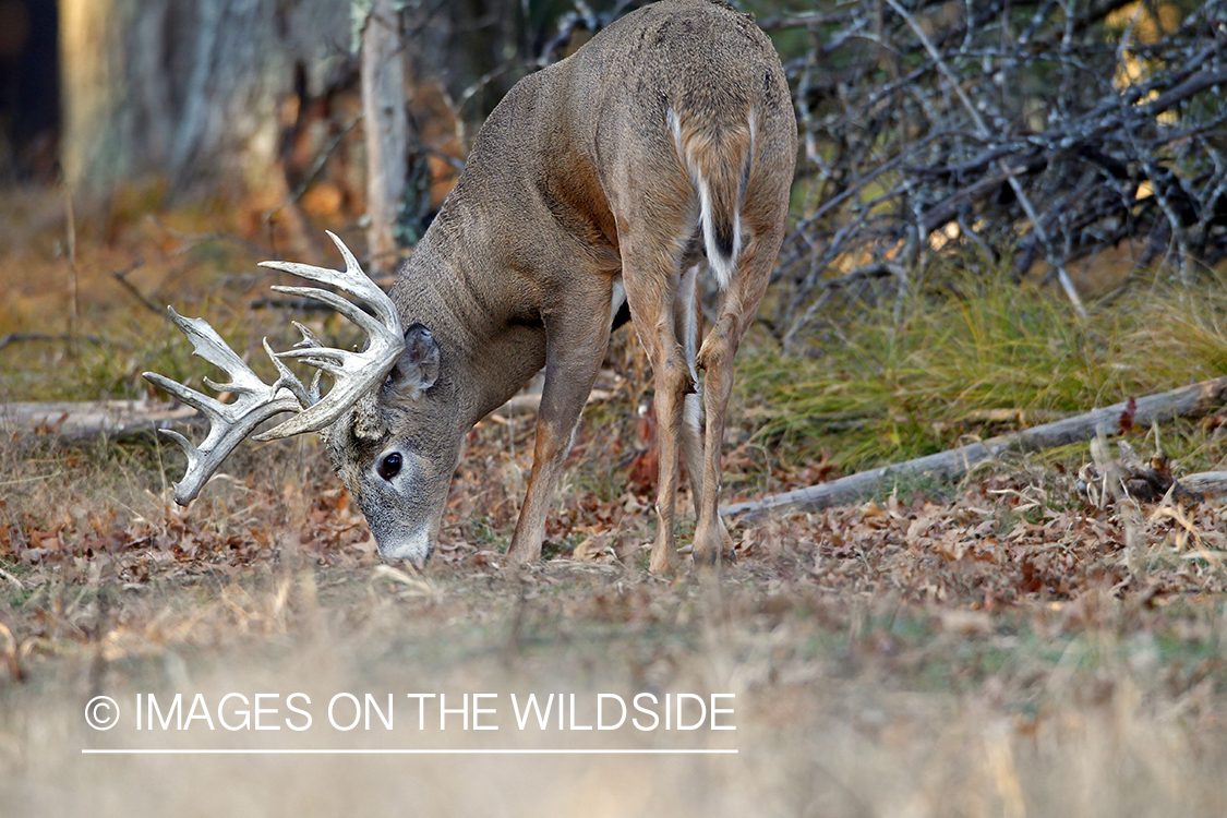 White-tailed buck in habitat. 