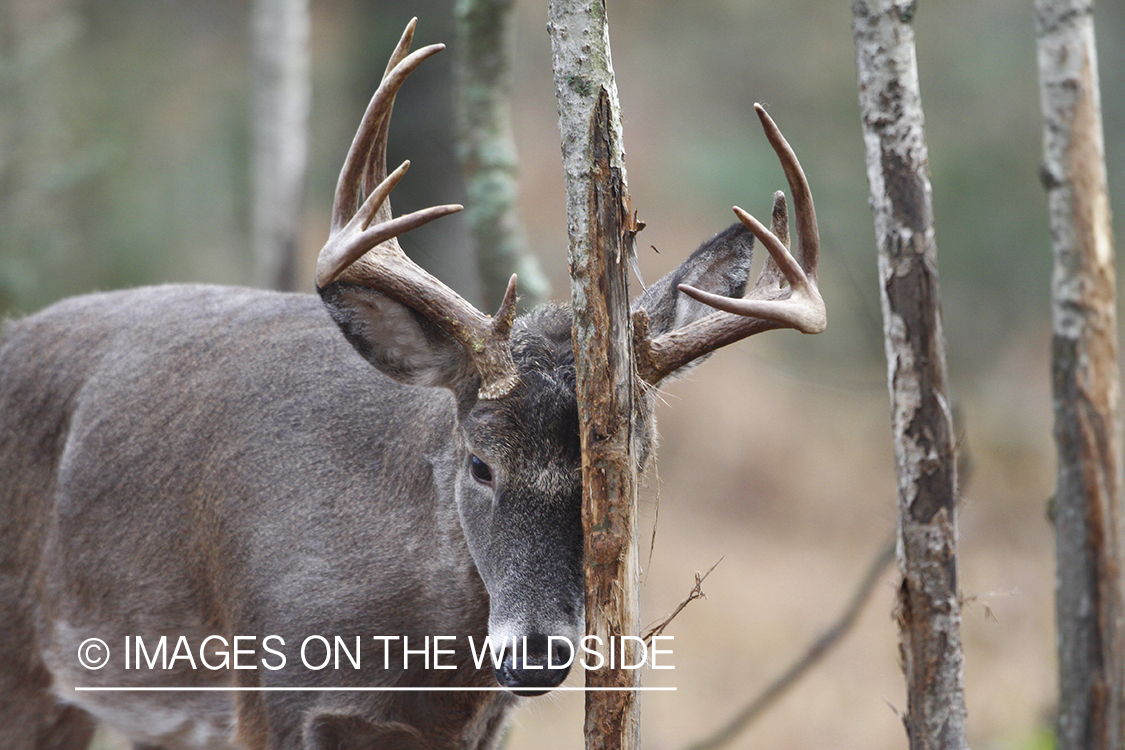 White-tailed buck rubbing tree. 