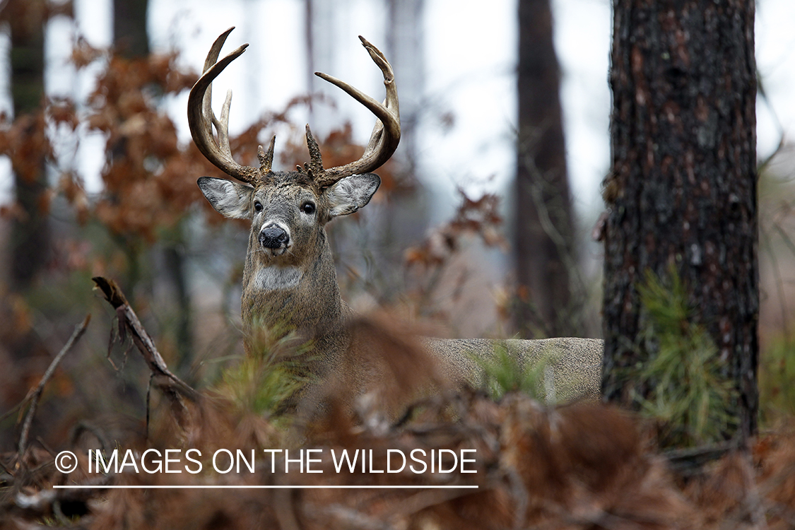 White-tailed buck in habitat. *