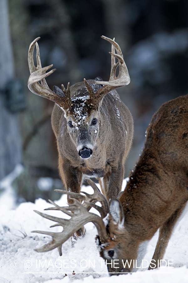 White-tailed bucks in habitat. *