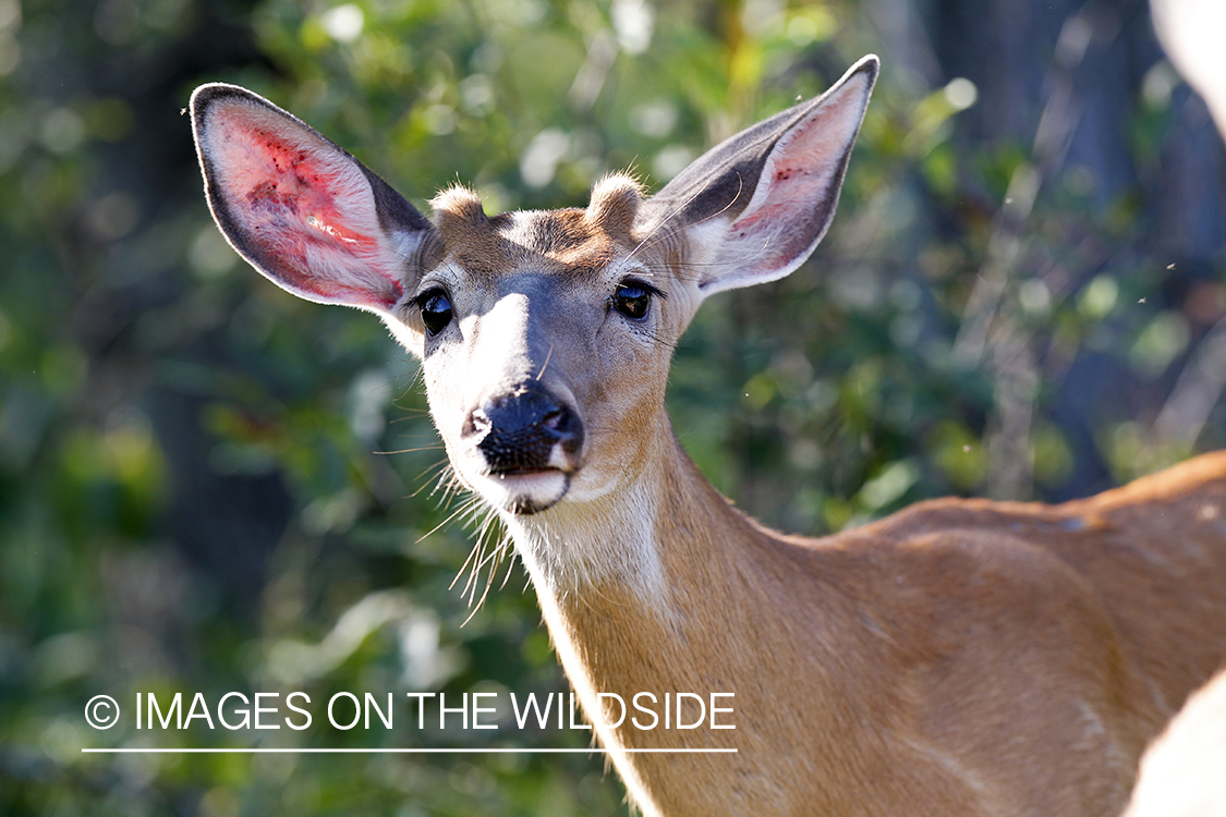 White-tailed deer in velvet in habitat. 