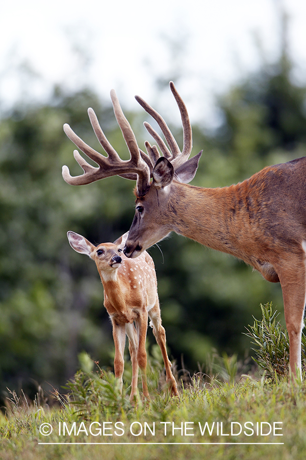 White-tailed buck with fawn. 