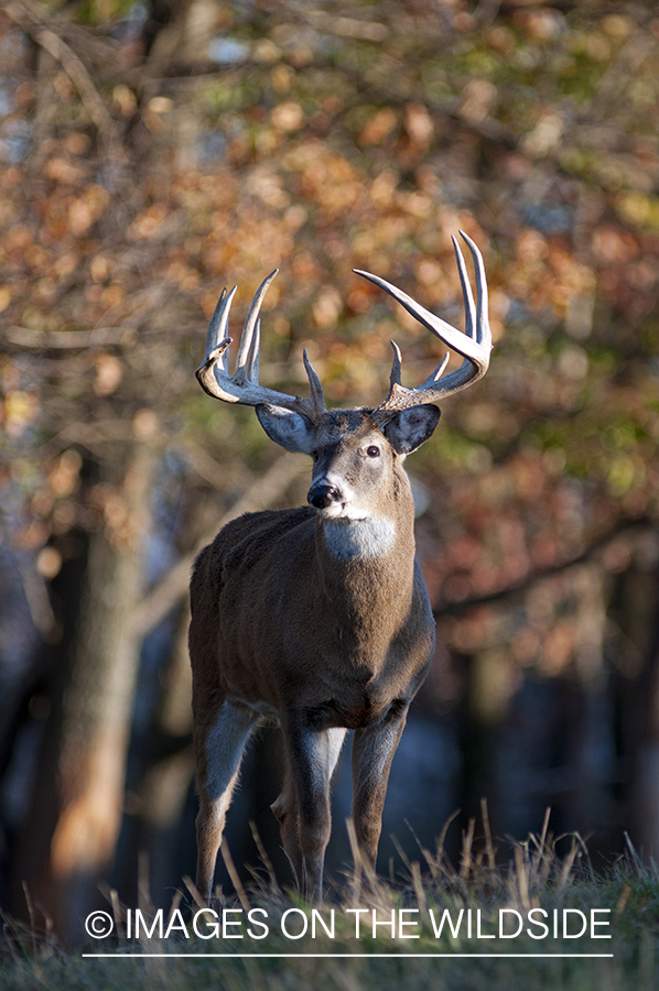 White-tailed buck in habitat. 