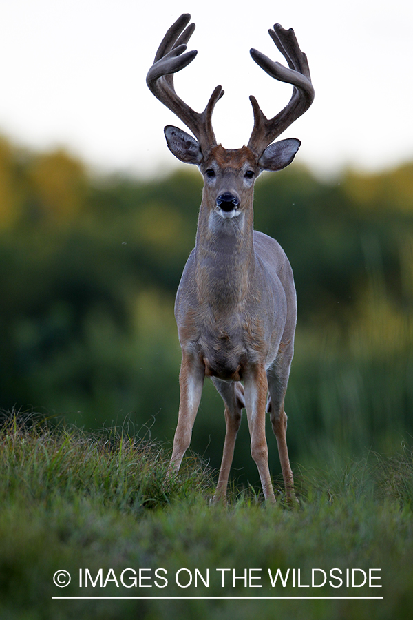 White-tailed buck in velvet.  