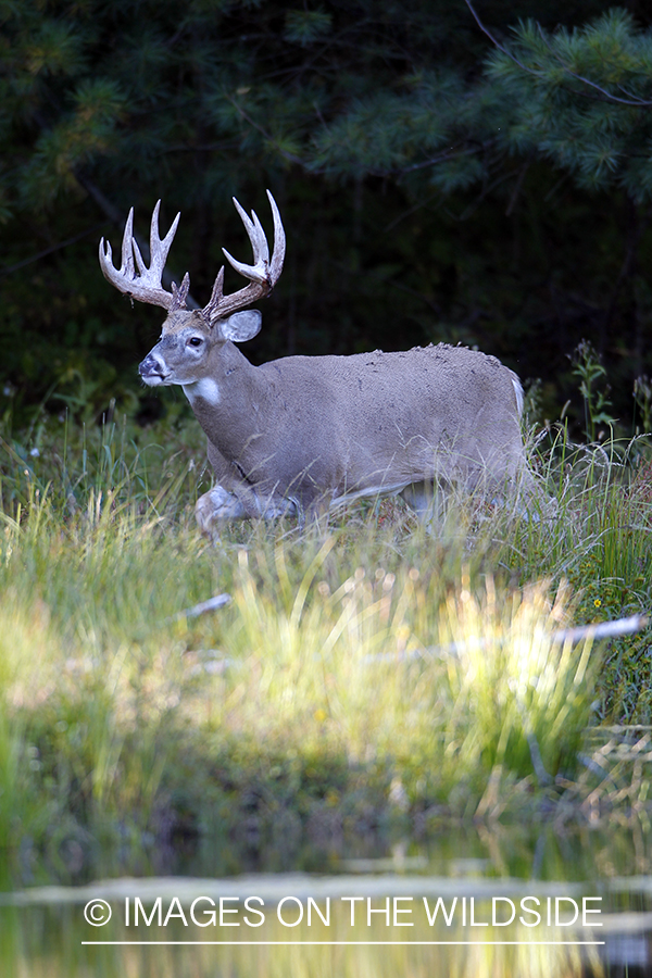 White-tailed buck in habitat.  