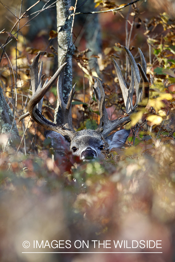 White-tailed buck in habitat. 