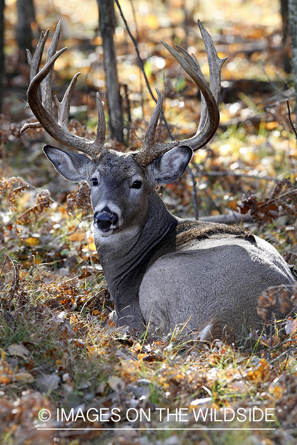 White-tailed buck in habitat. 