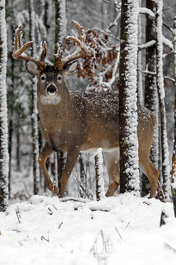 White-tailed buck in habitat. 