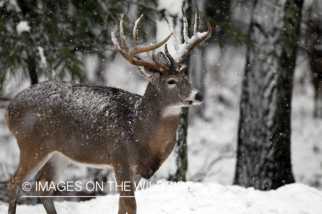 White-tailed buck in winter.  