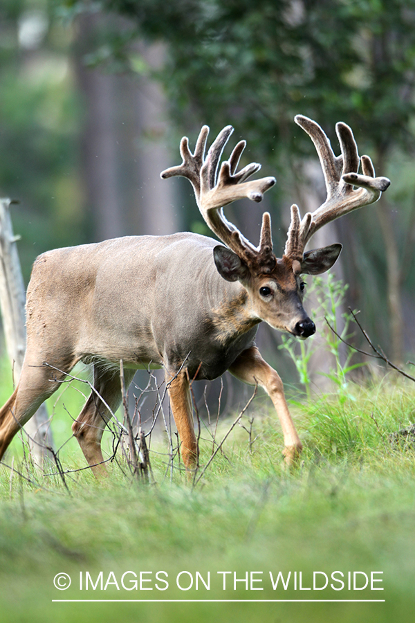 White-tailed buck in habitat.