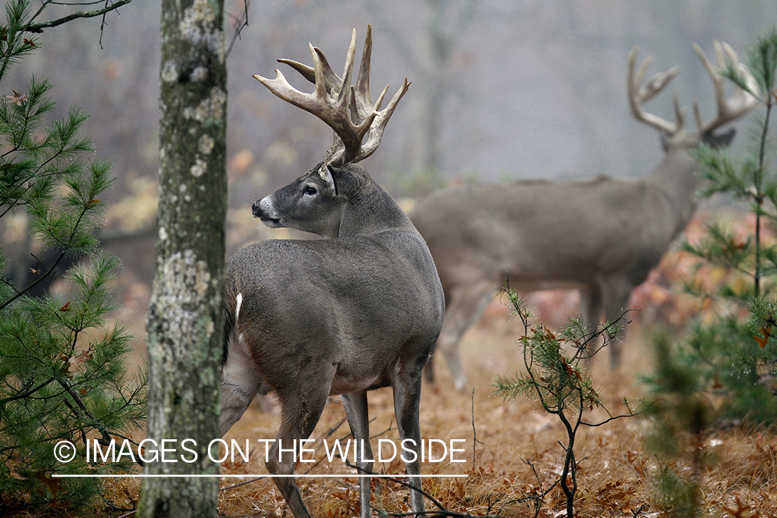 White-tailed bucks in habitat.