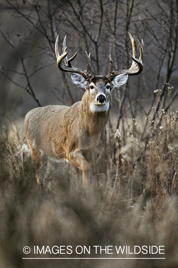 White-tailed buck in habitat.