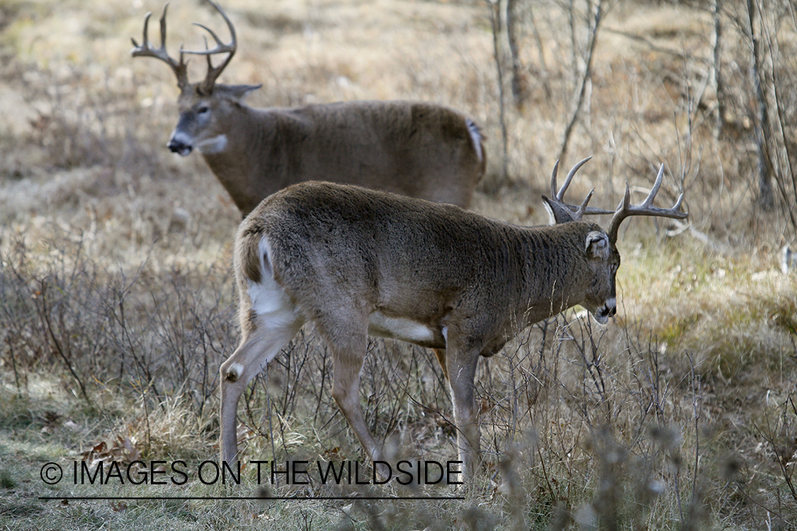 White-tailed bucks displaying aggressive behavior.