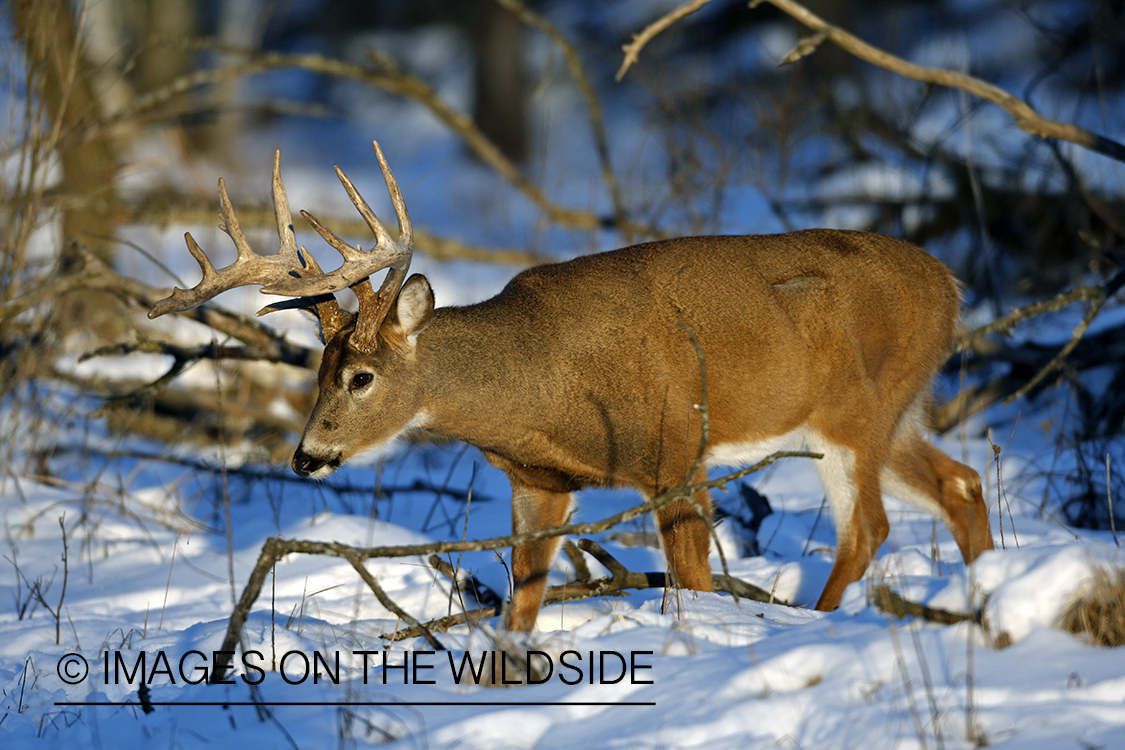 White-tailed buck in winter habitat.