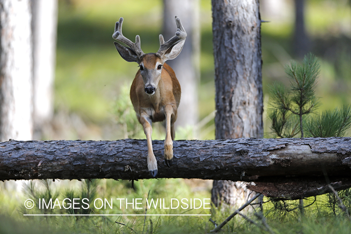 White-tailed buck in habitat.