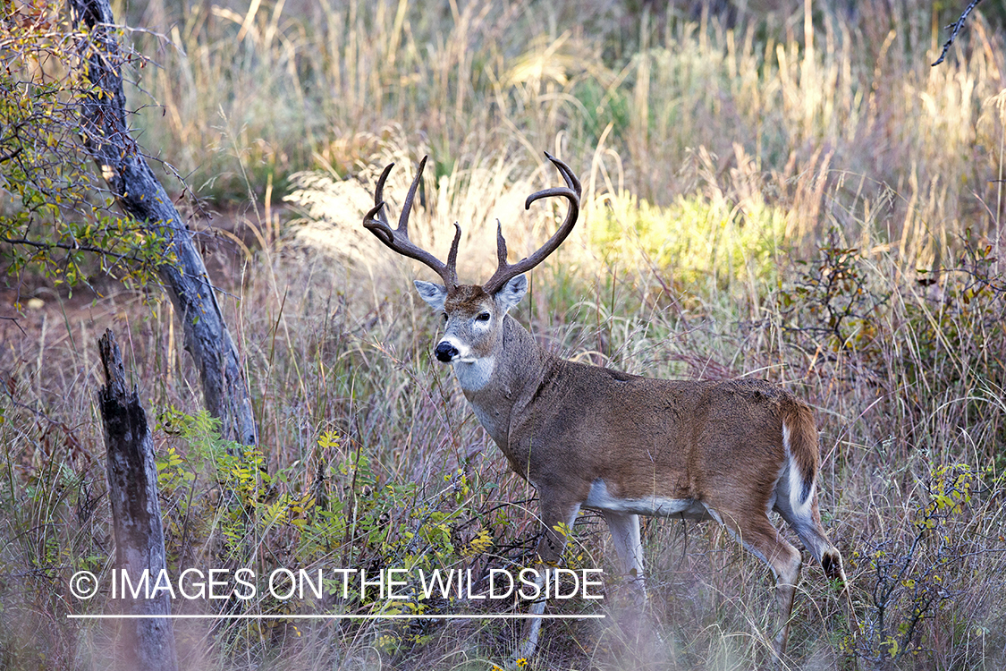 White-tailed buck in habitat. 