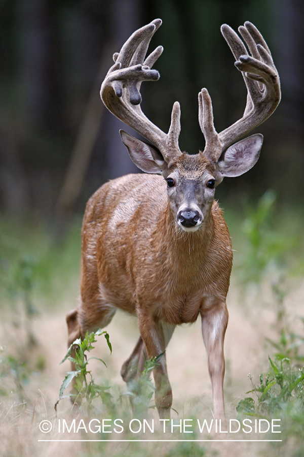 White-tailed buck in velvet.