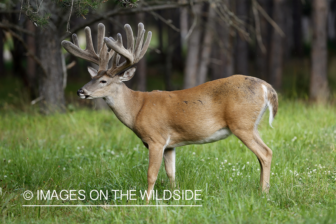 White-tailed buck in velvet.