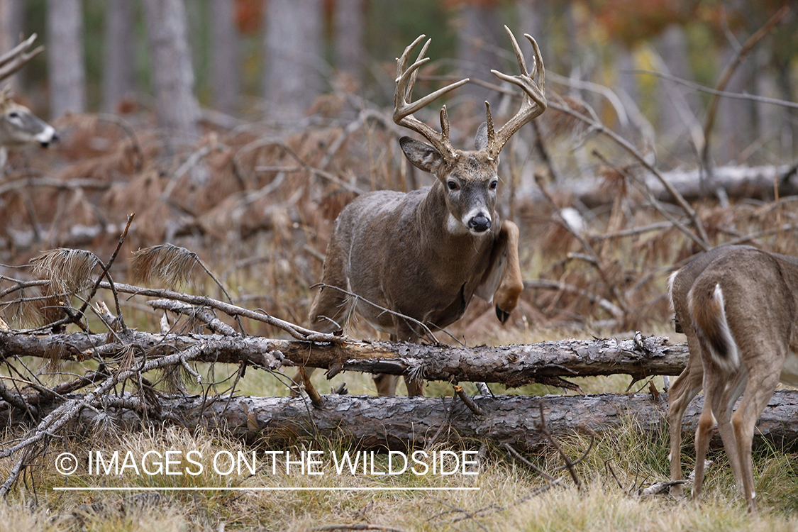 White-tailed buck in habitat.