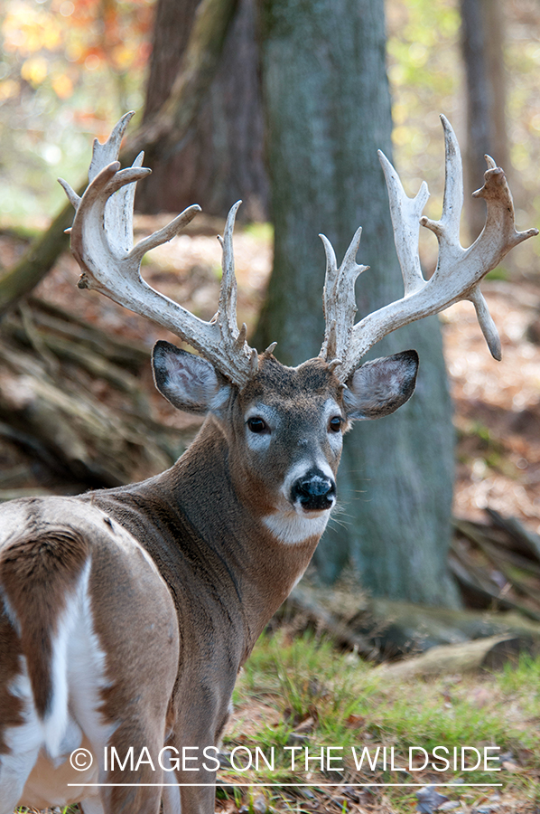 White-tailed buck in habitat.