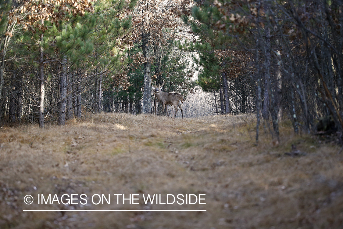 White-tailed buck in habitat.