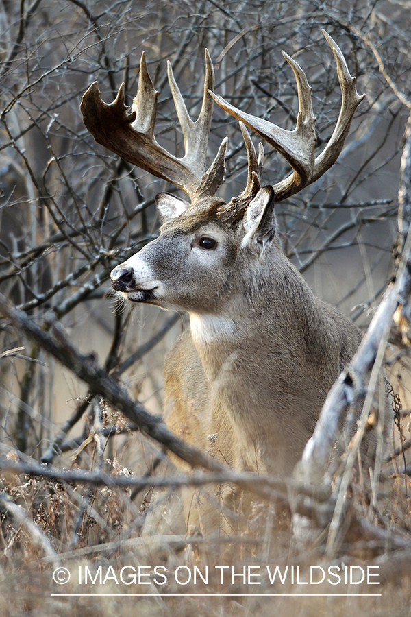 White-tailed buck in habitat.