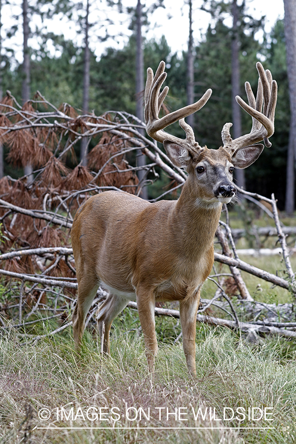 White-tailed Buck in Velvet.