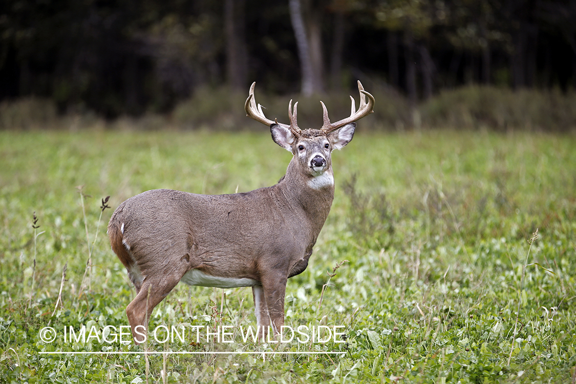 White-tailed buck in food plot.