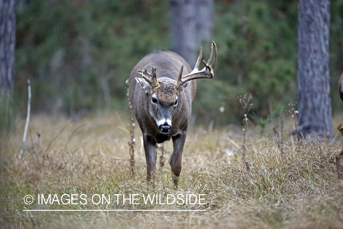 White-tailed buck with broken antler.