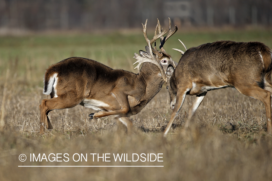 White-tailed bucks fighting.