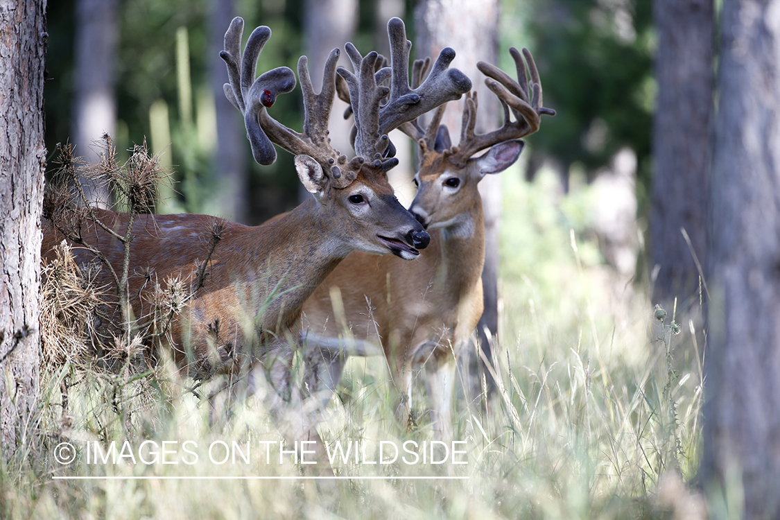 White-tailed buck in velvet.