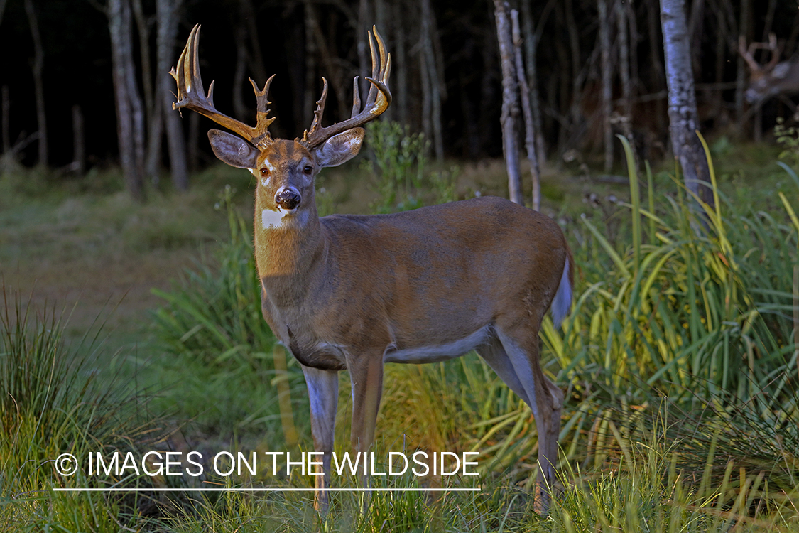 White-tailed buck in field.