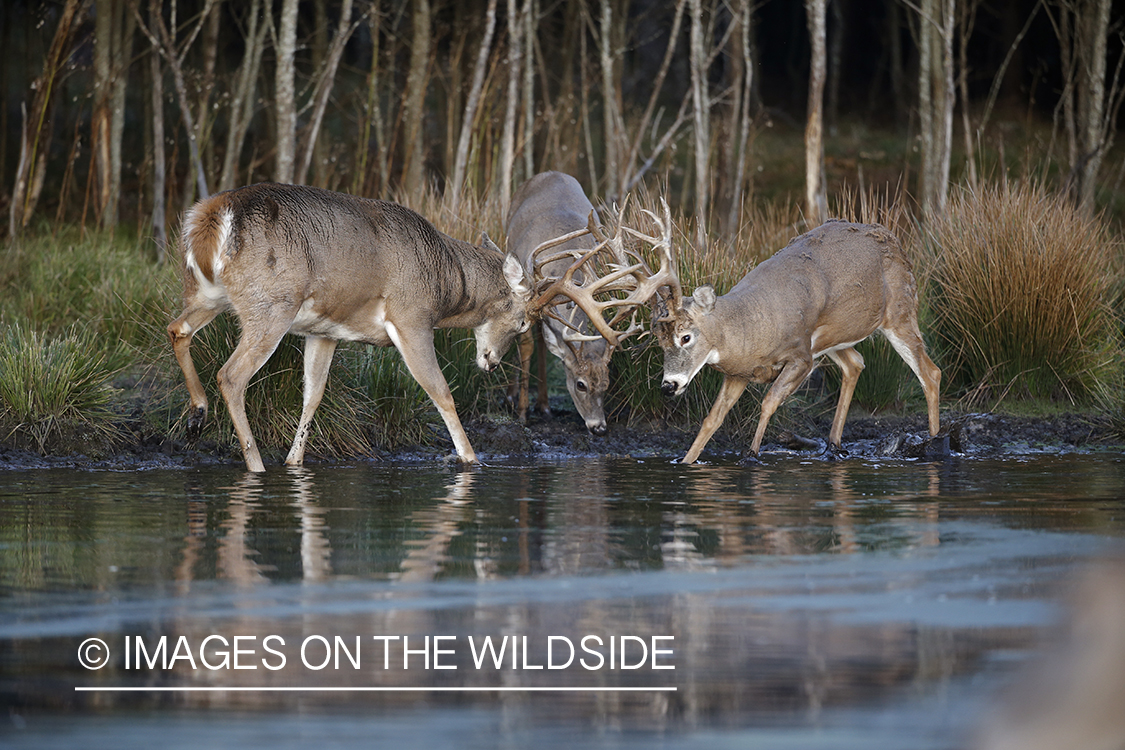 White-tailed buck in river.