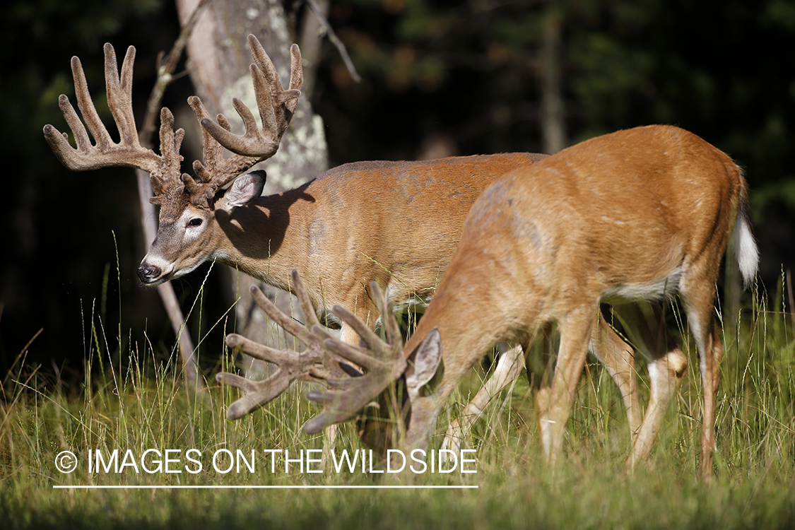 White-tailed bucks in field.