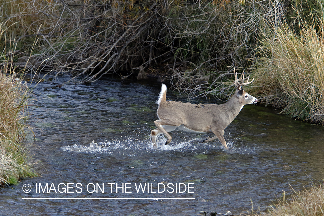 White-tailed buck in stream.