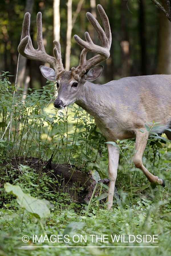 White-tailed buck in Velvet.