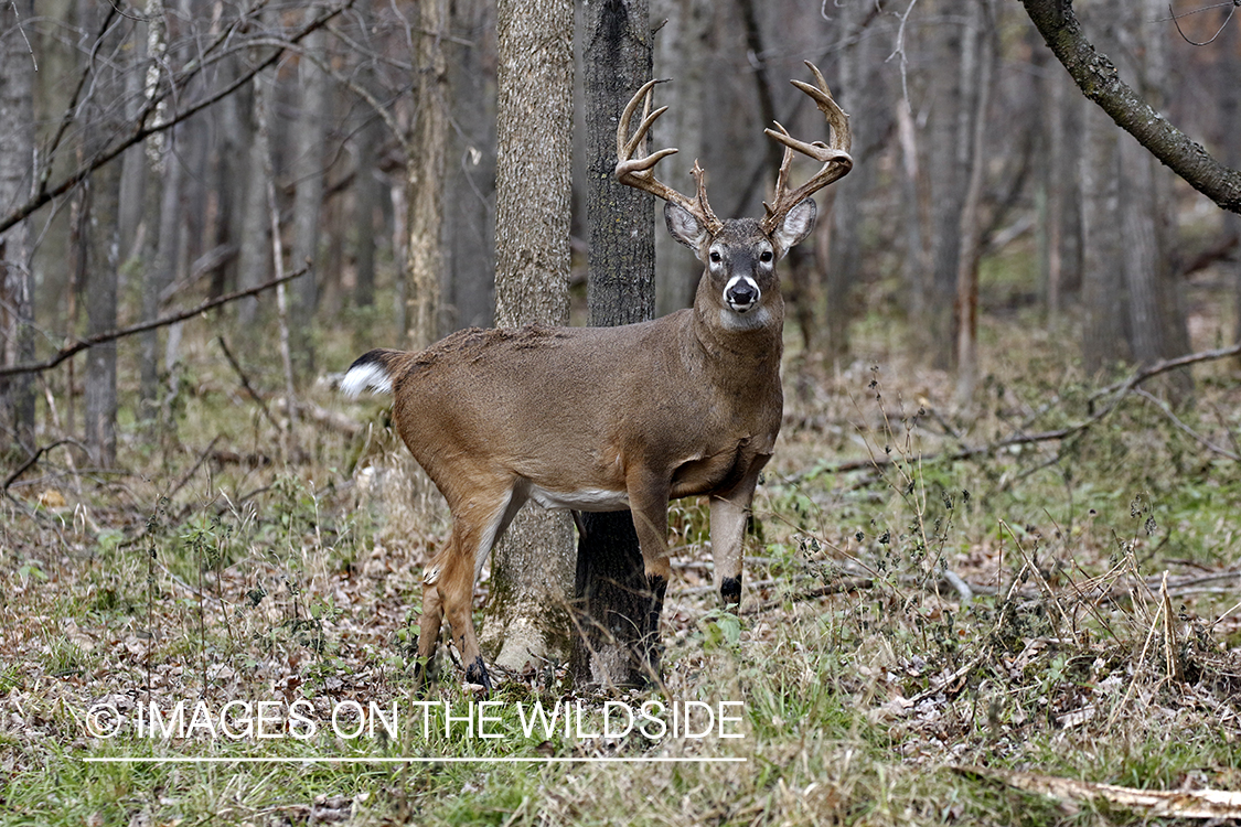 White-tailed buck in the rut.