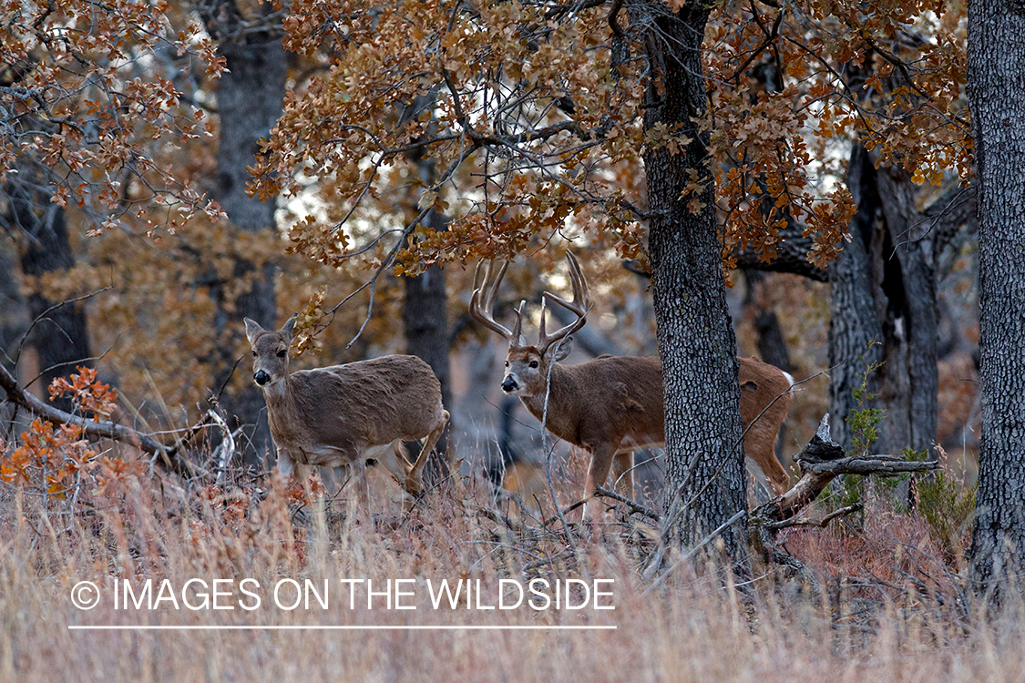 White-tailed buck chasing doe.