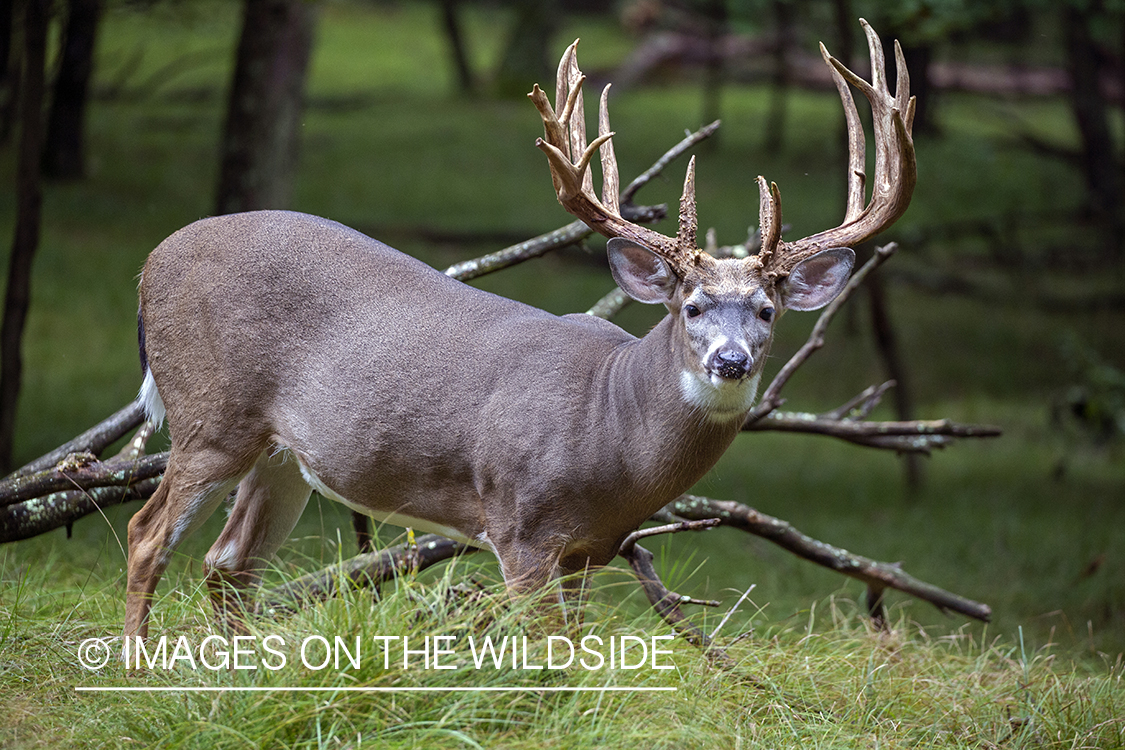 White-tailed buck in the Rut.