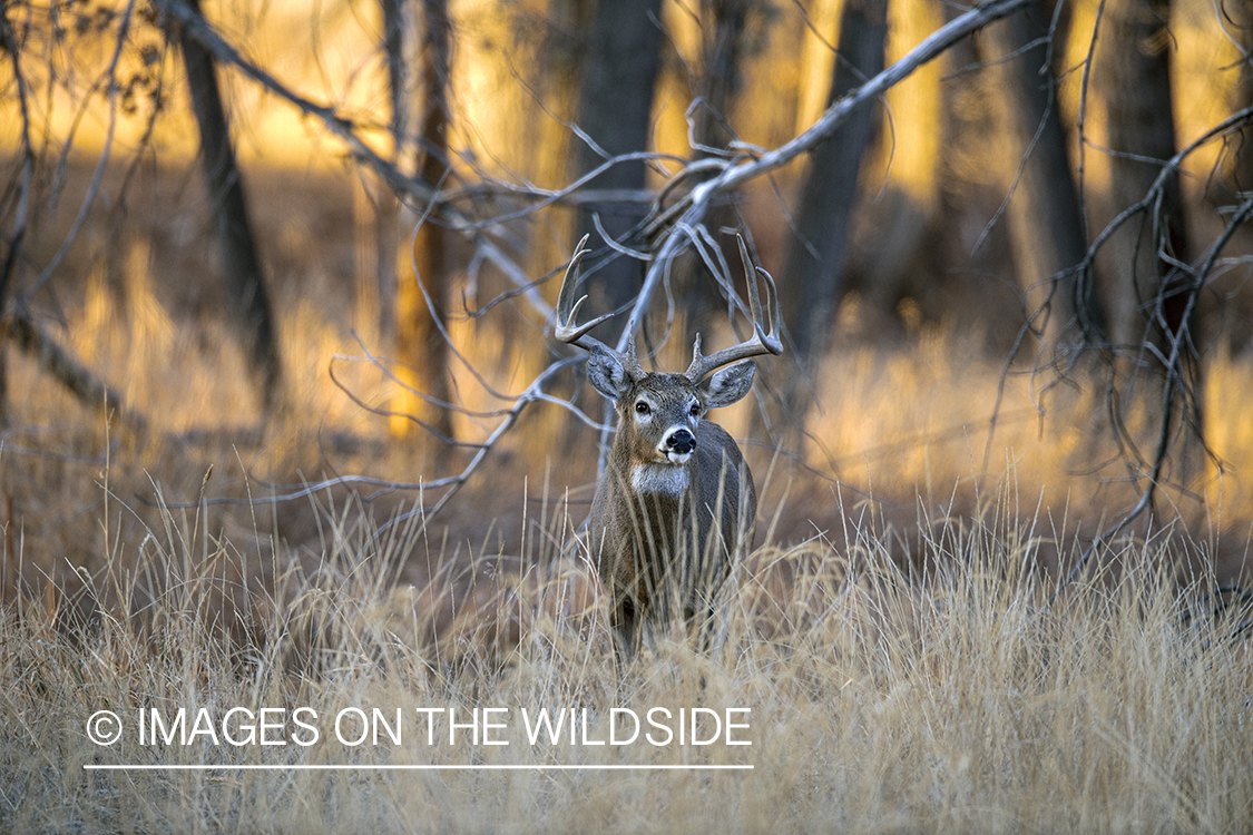 White-tailed buck in field.