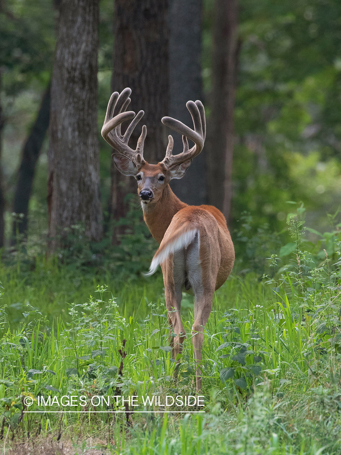 White-tailed deer in velvet.