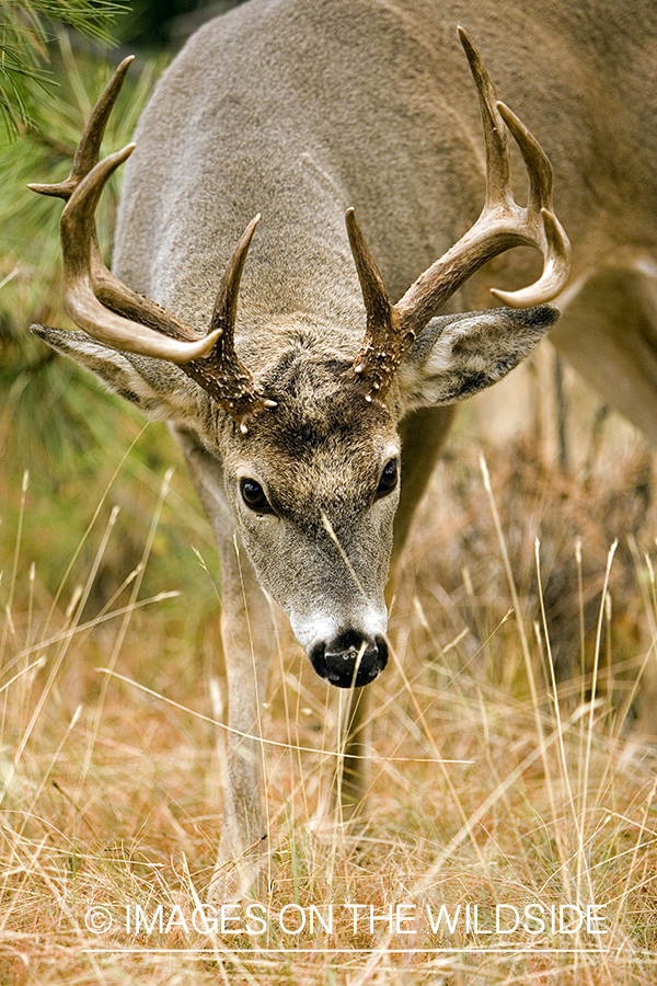 White-tailed deer in habitat