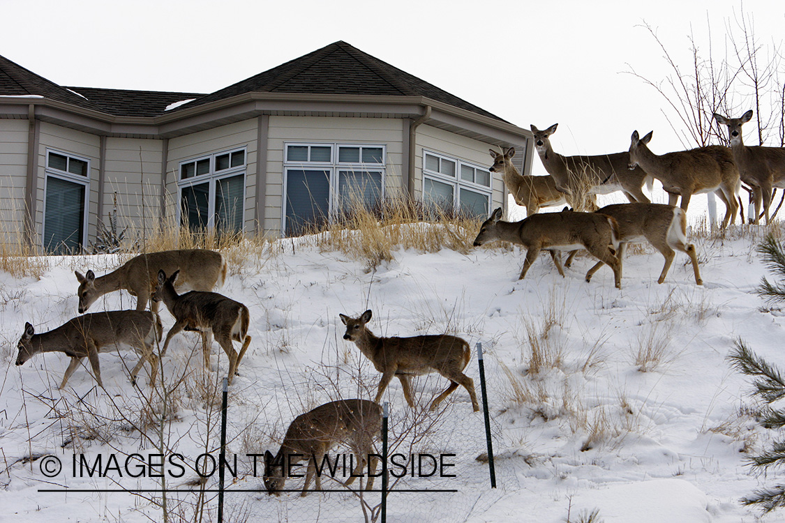 White-tailed deer herd in urban setting