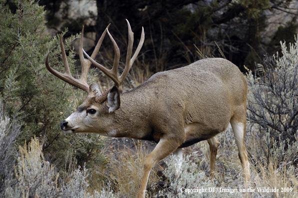 Mule buck in rut.