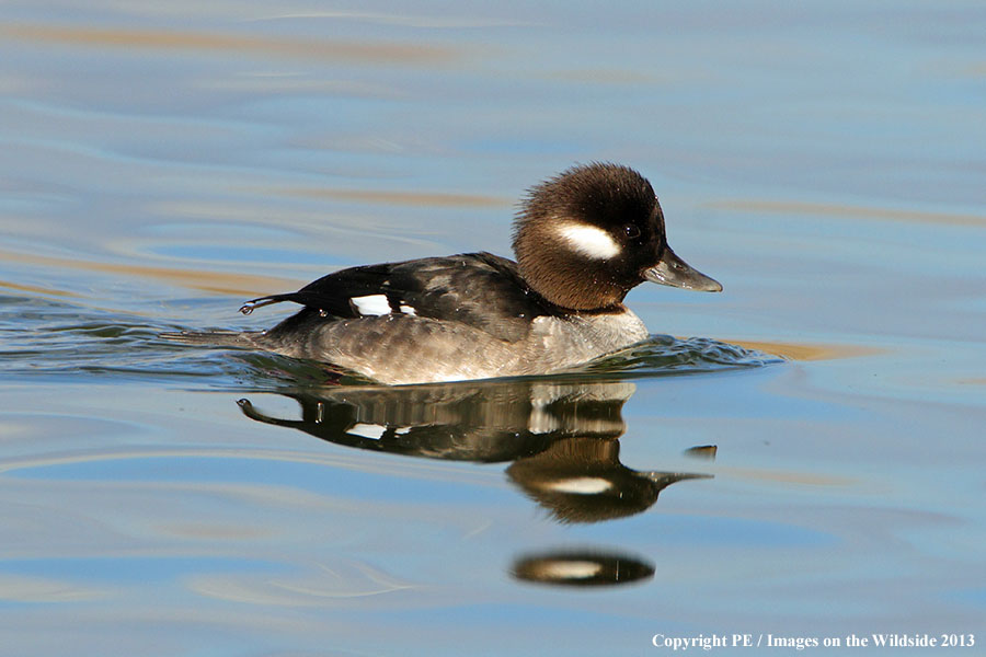 Bufflehead hen in habitat.