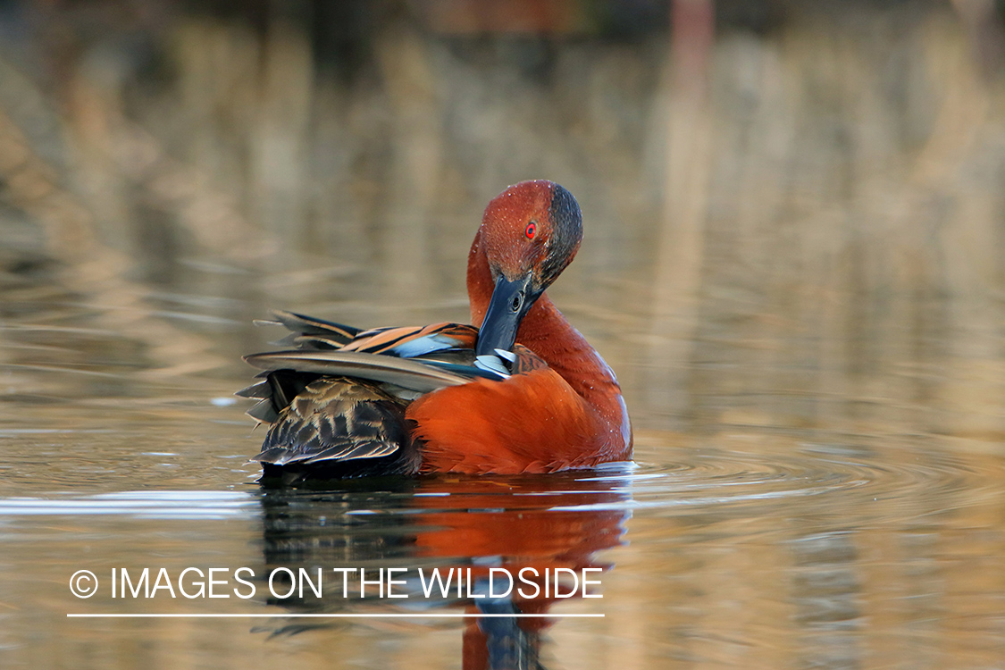 Cinnamon Teal Drake Preening