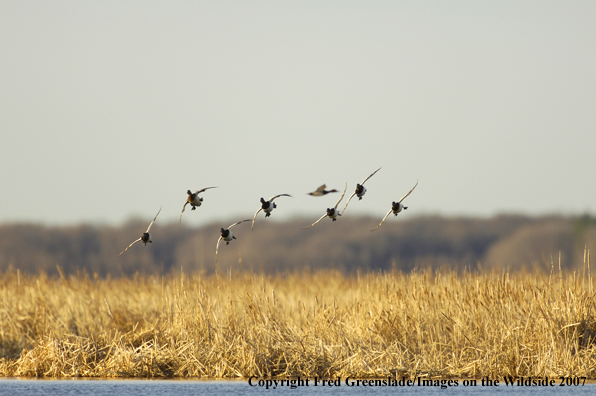 Canvasback ducks