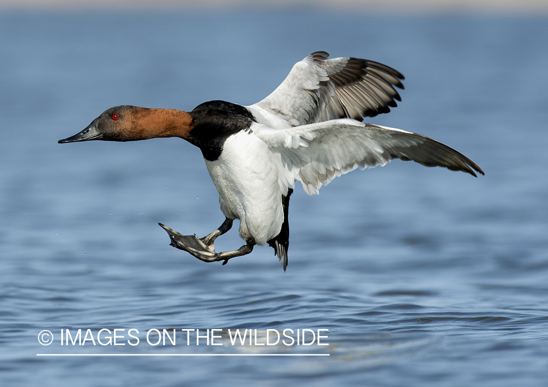 Canvasback flying above water.