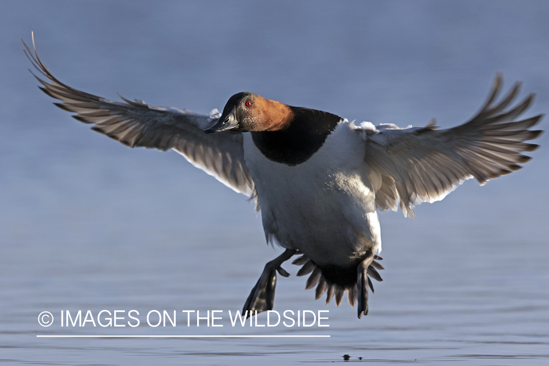 Canvasback in flight.