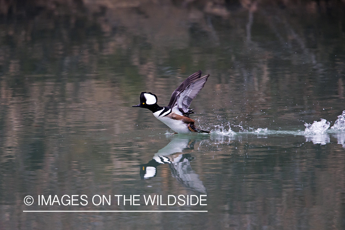 Hooded Merganser duck taking flight.